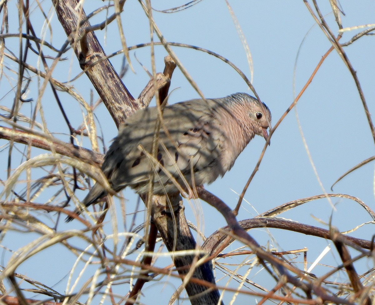 holoubek vrabčí - ML646468234