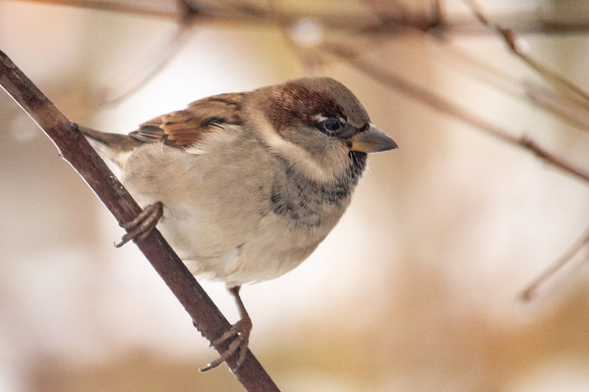 Оронгийн бор шувуу - ML646468235