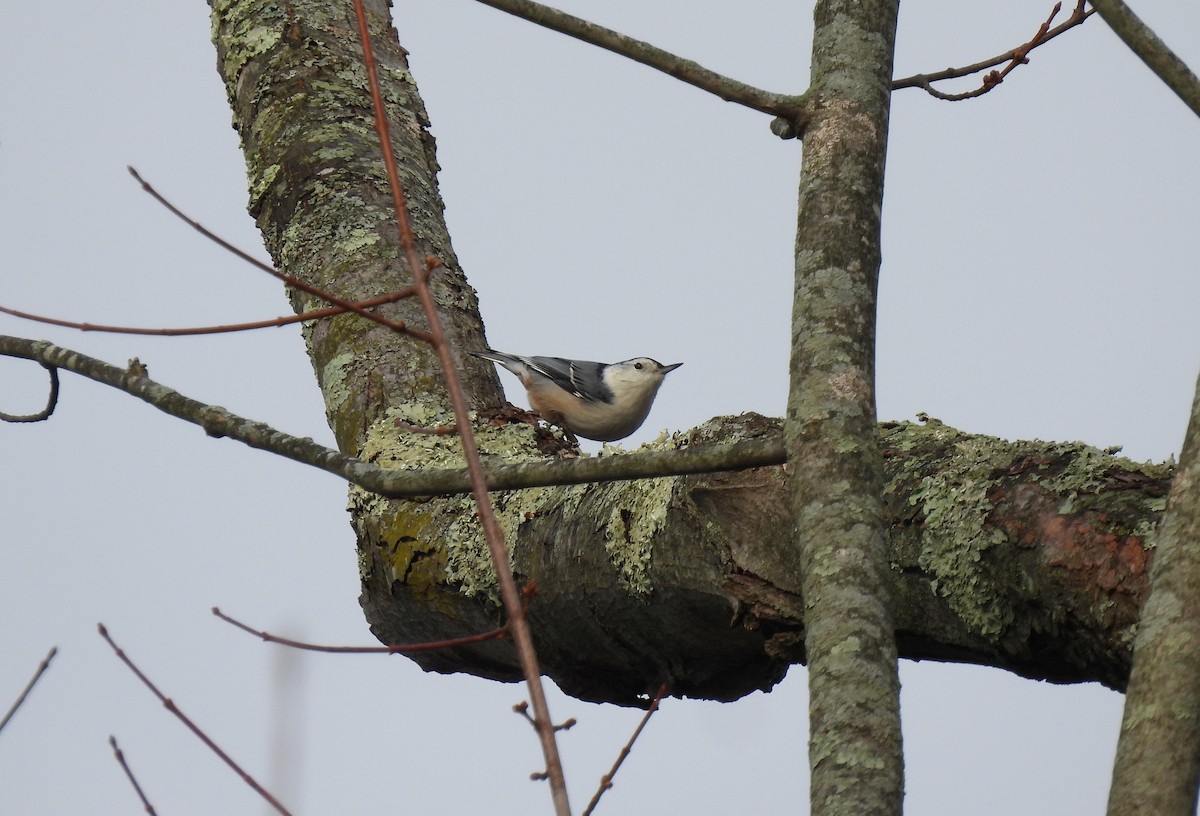 Weißbrustkleiber - ML646468237