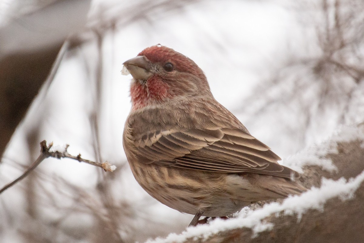 House Finch - ML646468238