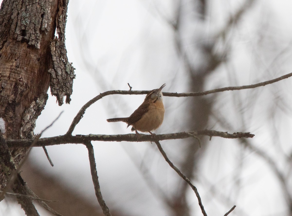 Karolina Çıtkuşu - ML646468240