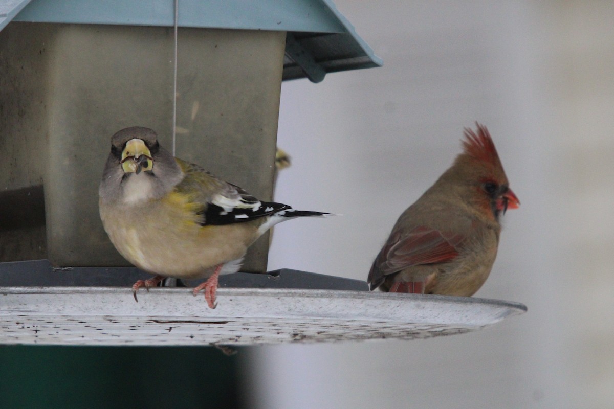 Abendkernbeißer - ML646468241