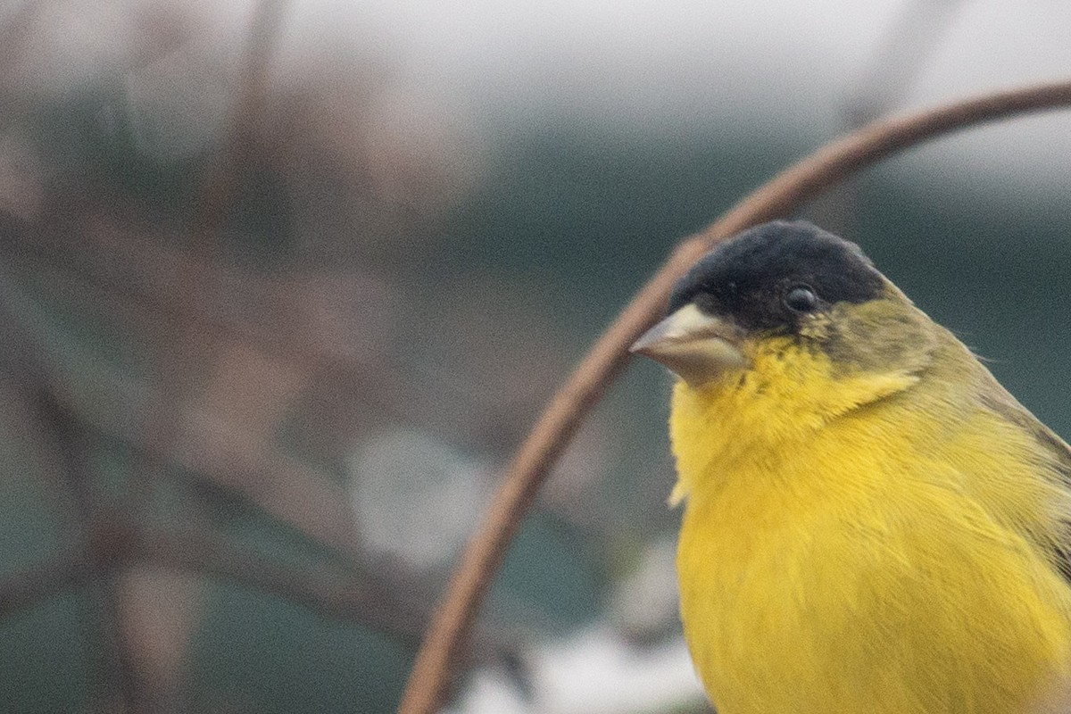 Lesser Goldfinch - ML646468242