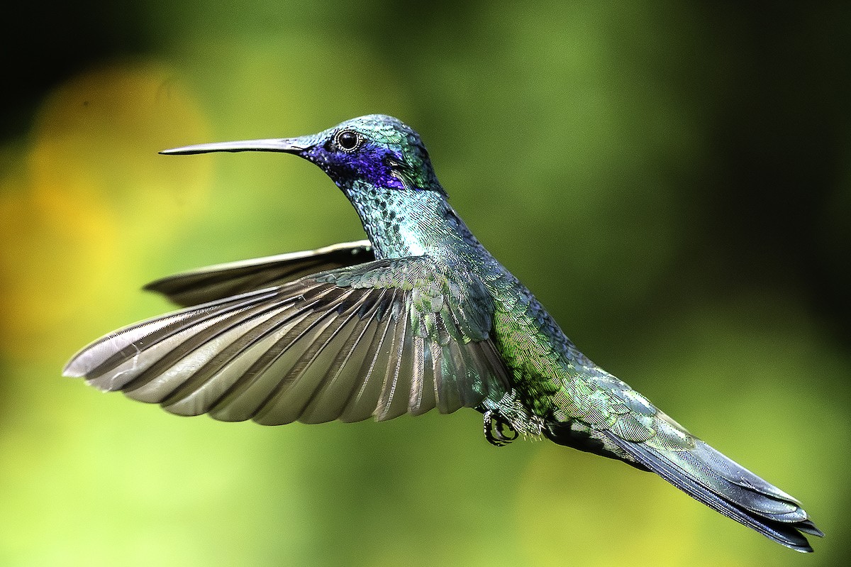 Sparkling Violetear - ML646468243