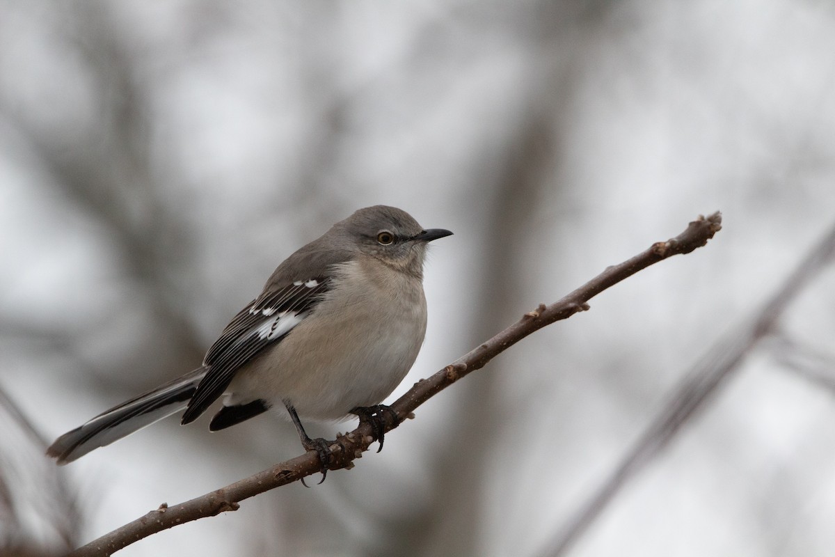 Kuzeyli Taklitçi - ML646468244