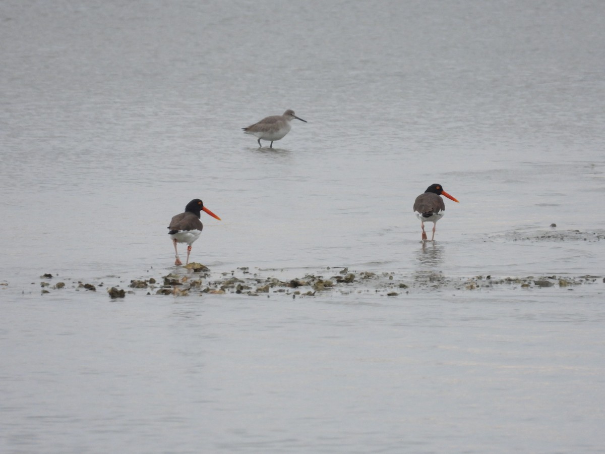 American Oystercatcher - ML646468266