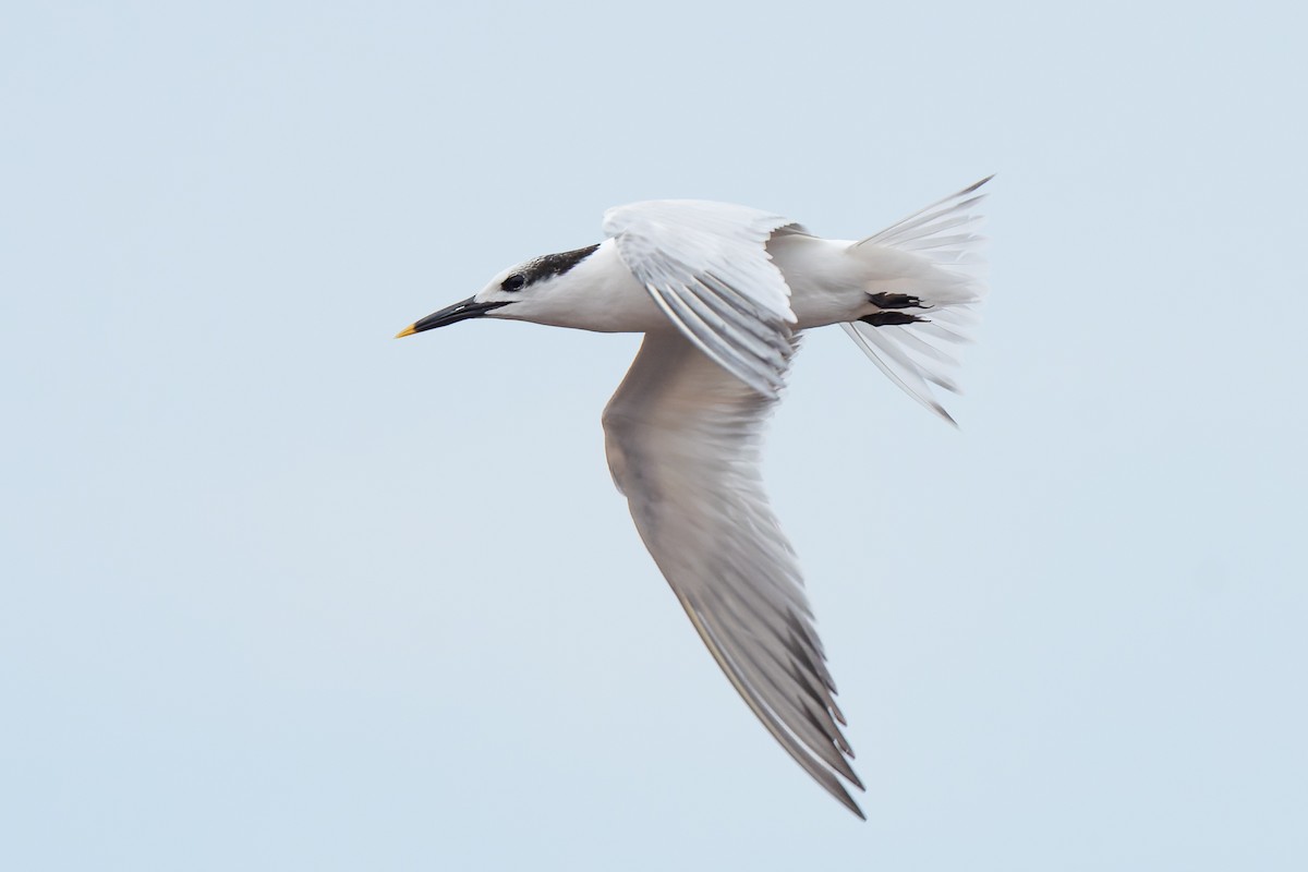 Sandwich Tern - ML646468267
