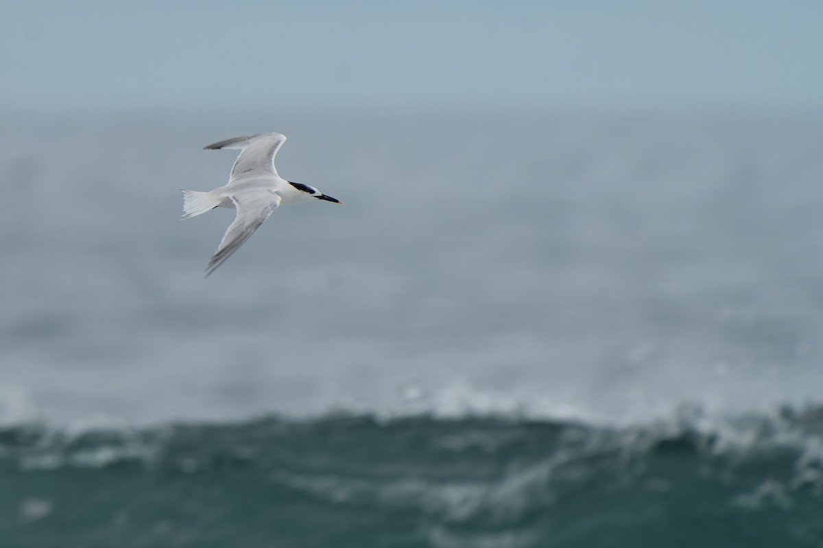 Sandwich Tern - ML646468268
