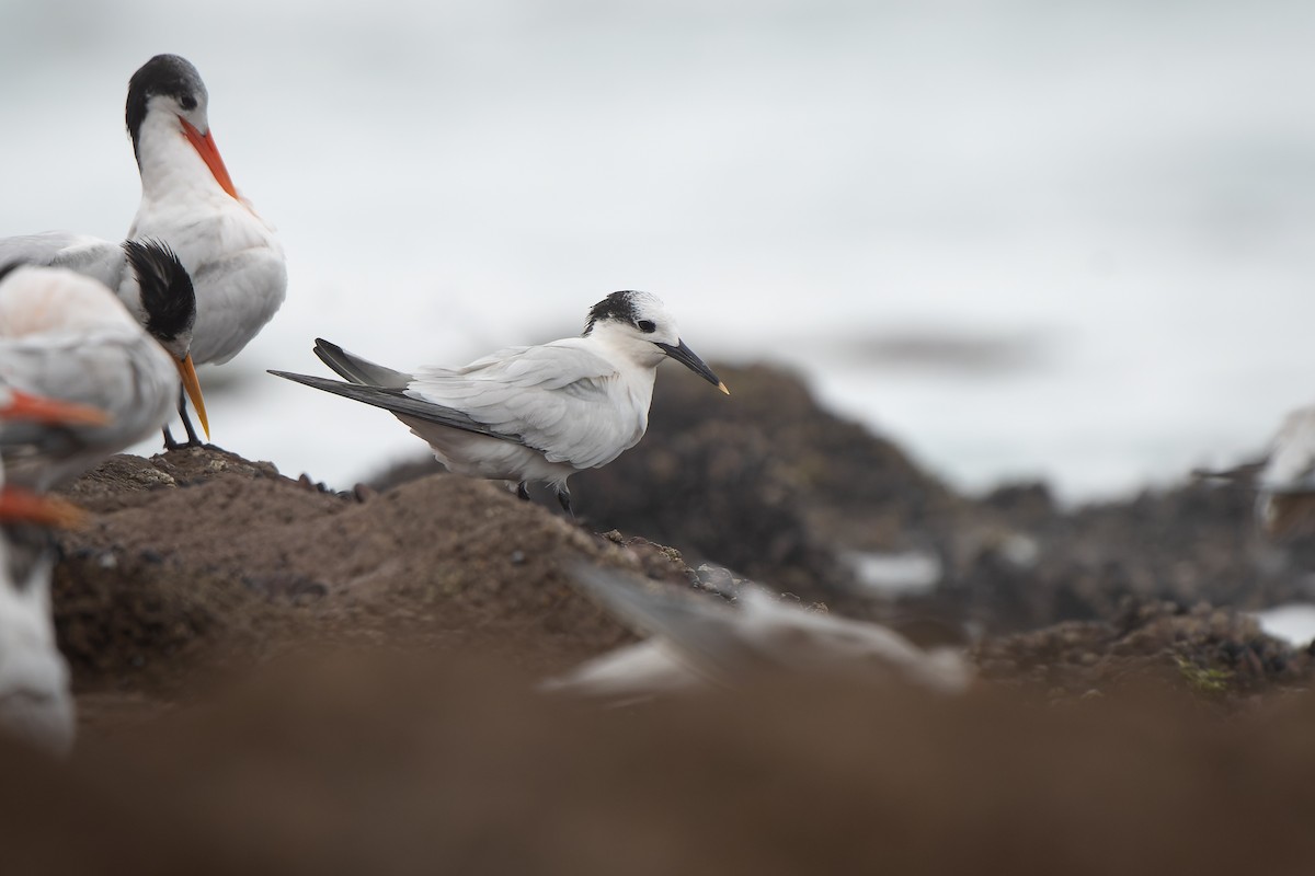 Sandwich Tern - ML646468269
