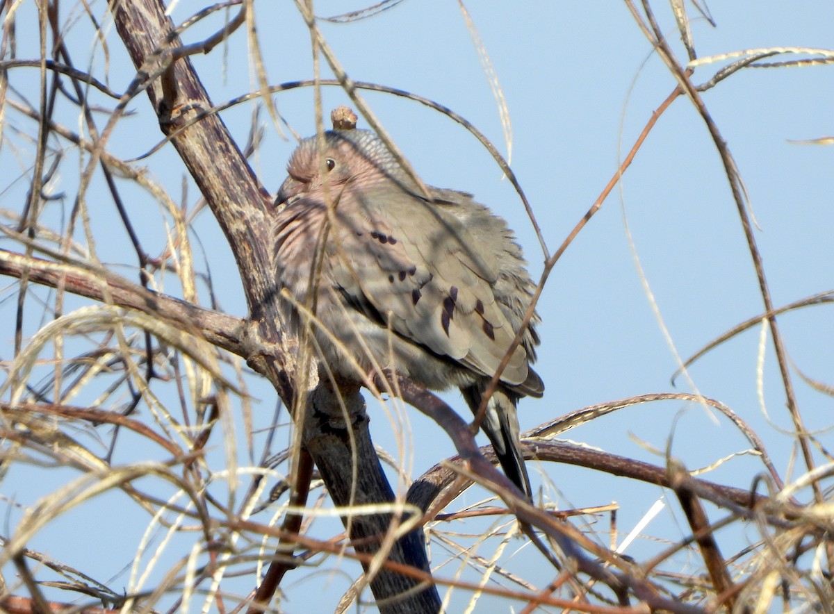 holoubek vrabčí - ML646468271