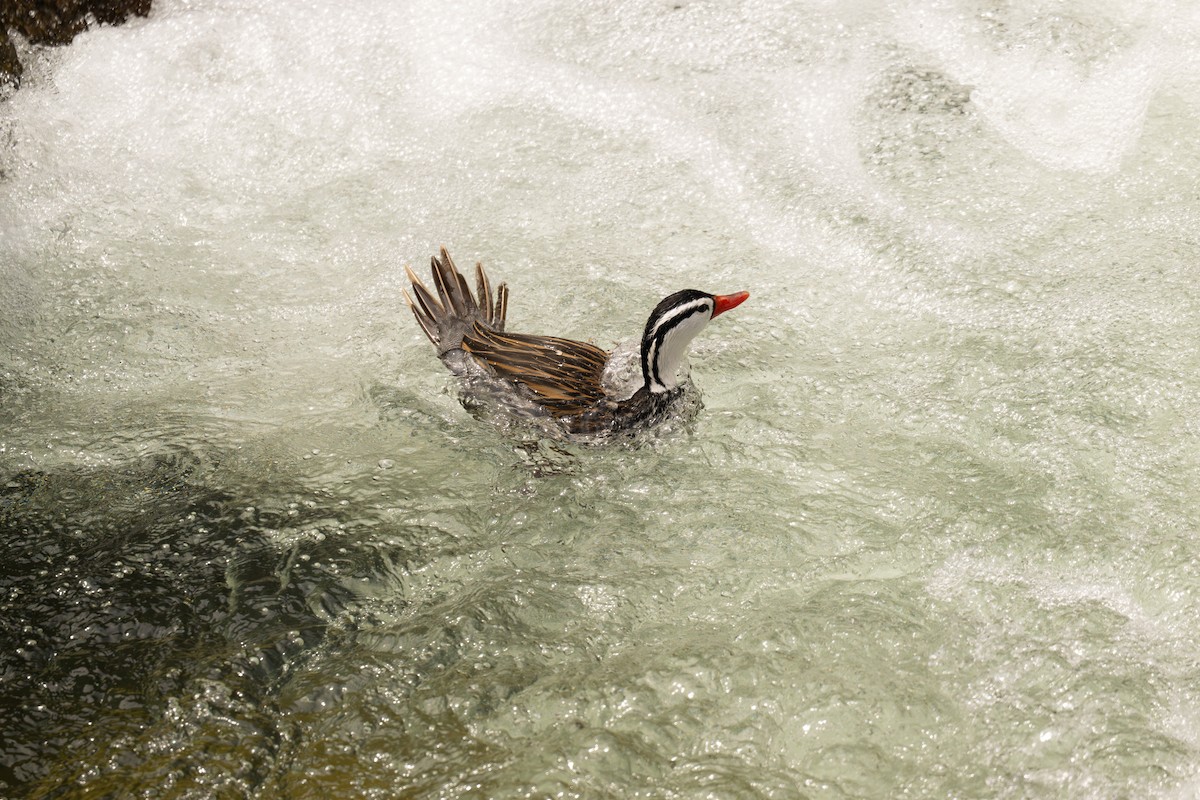 kachna bystřinná - ML646468272