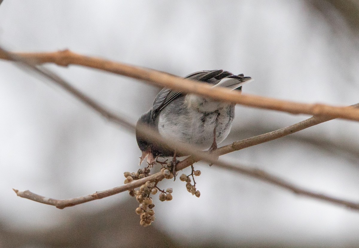 Kara Gözlü Junko - ML646468286