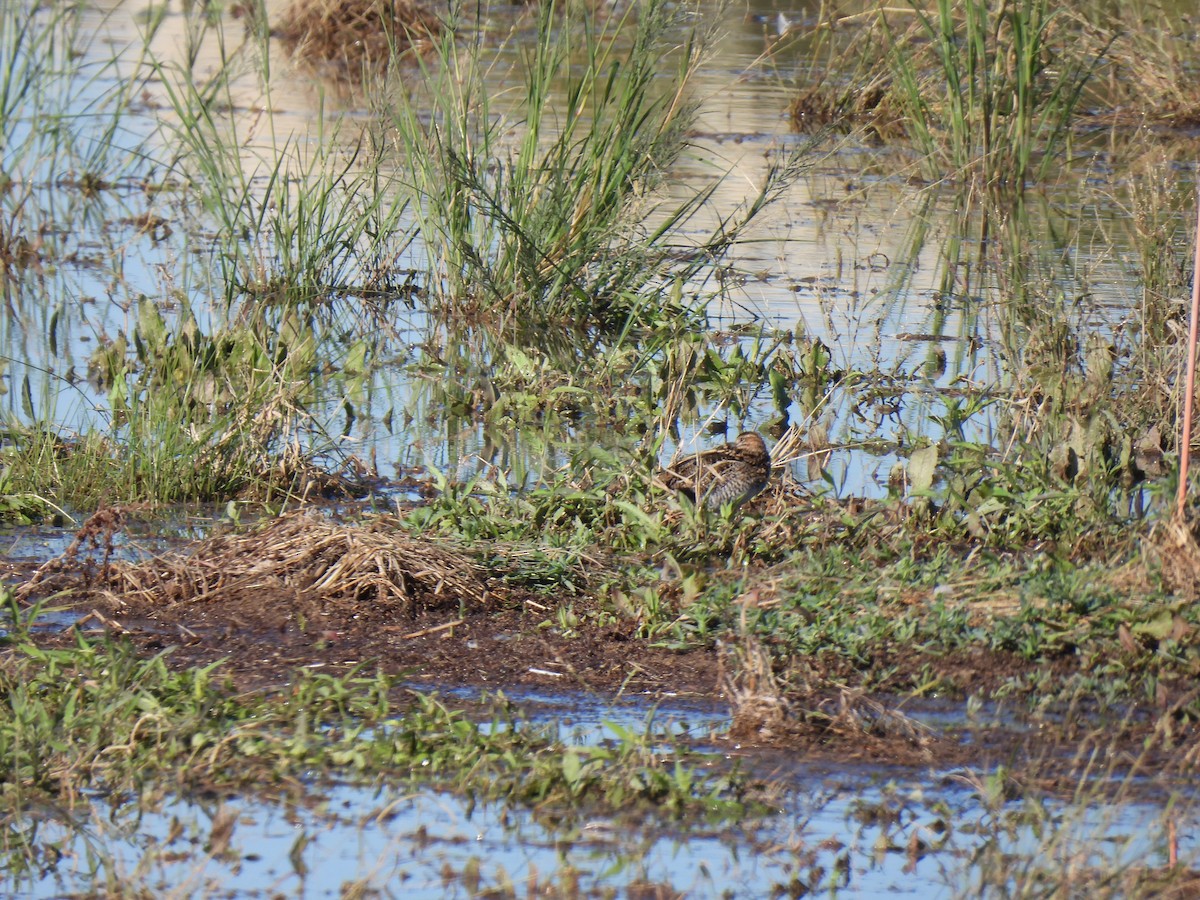 Wilson's Snipe - ML646468287
