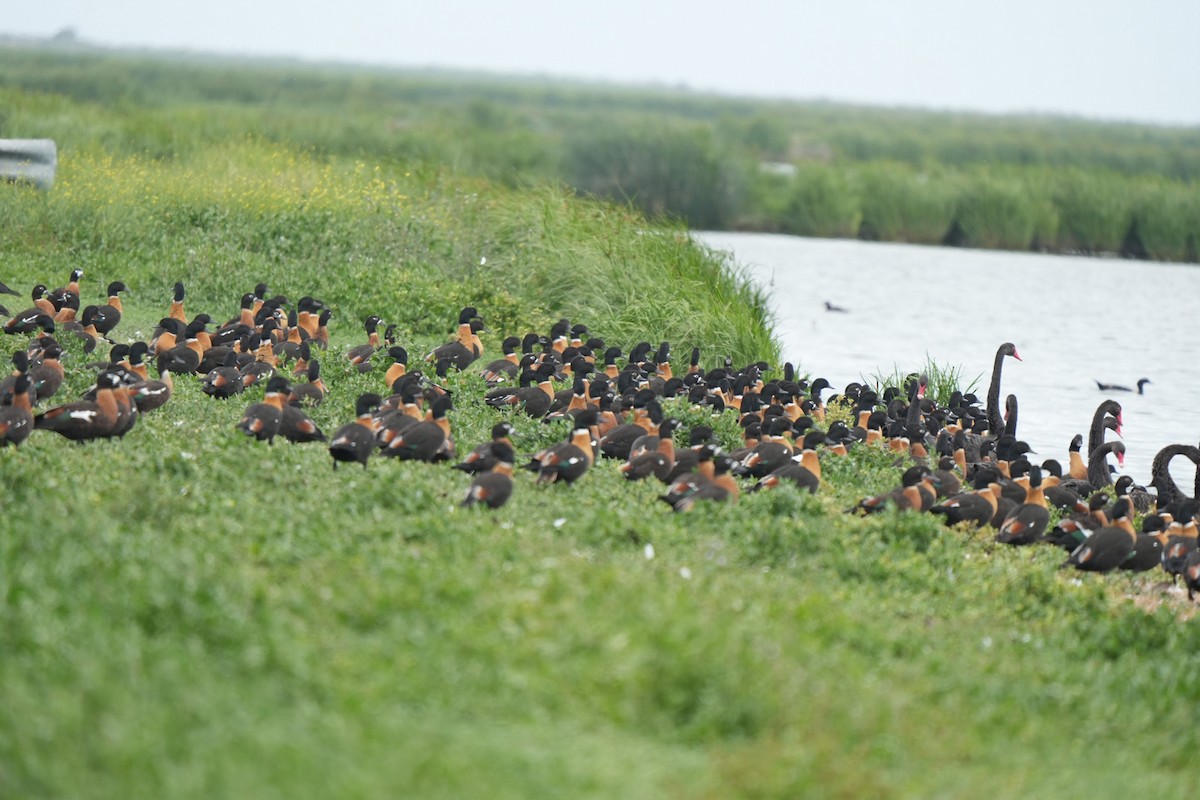 Australian Shelduck - ML646468303