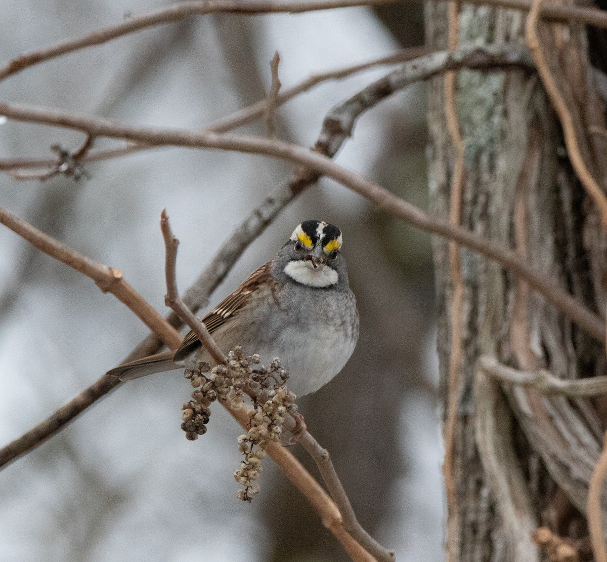 Ak Boğazlı Serçe - ML646468305