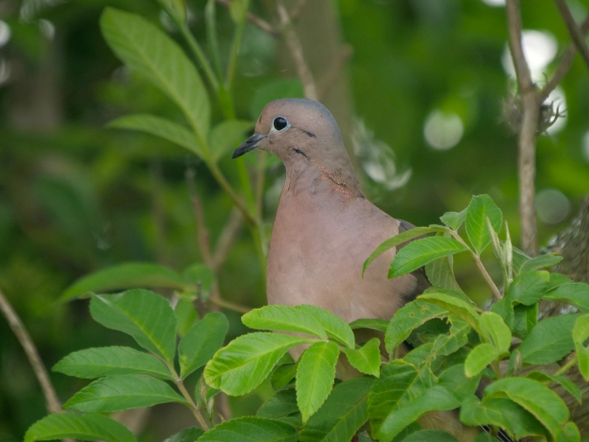 øredue - ML646468306