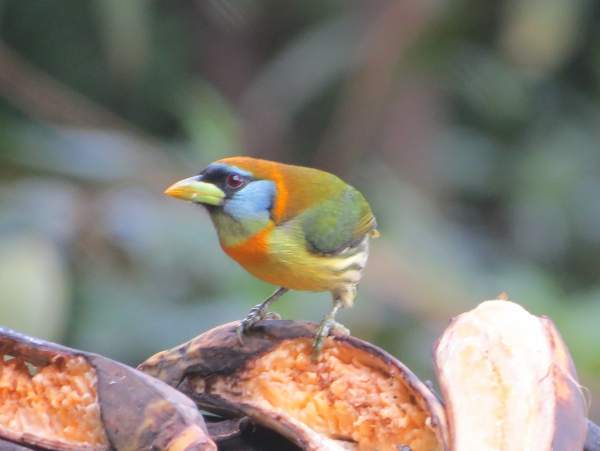 Red-headed Barbet - ML646468307