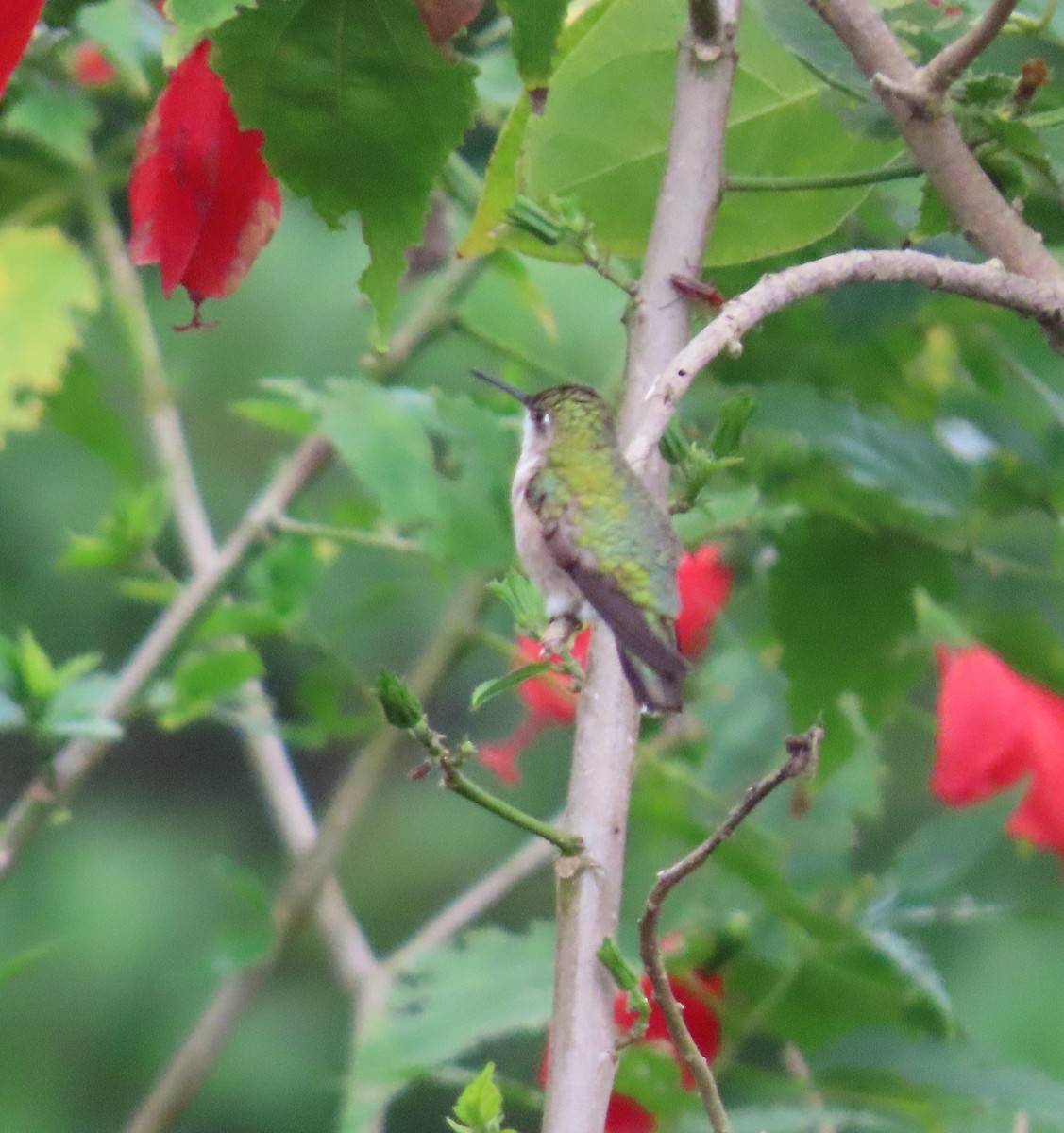 Ruby-throated Hummingbird - ML646468309