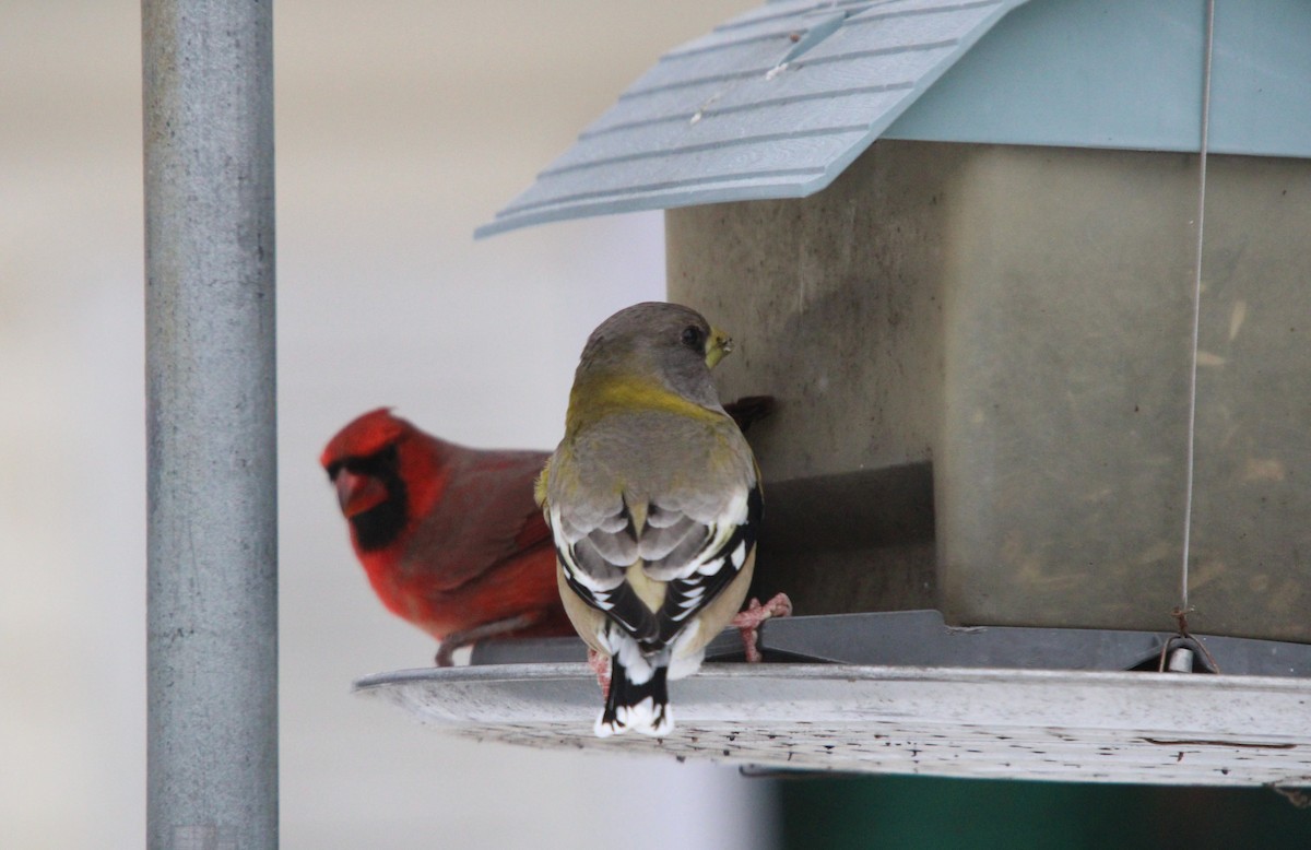 Abendkernbeißer - ML646468313