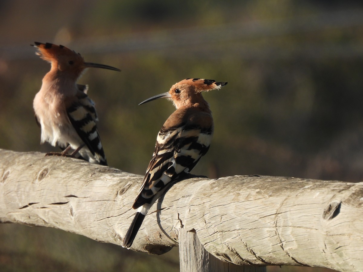 Common Hoopoe - ML646468314
