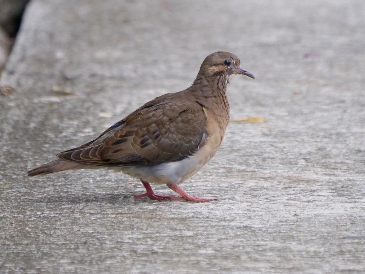 øredue - ML646468315