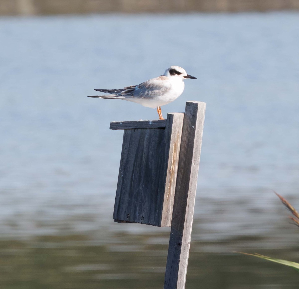 Forster's Tern - ML646468316