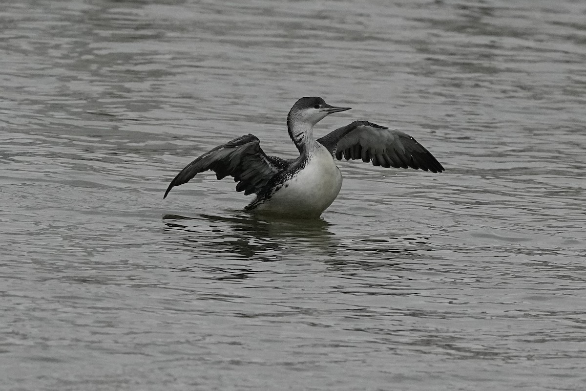 Red-throated Loon - ML646468319