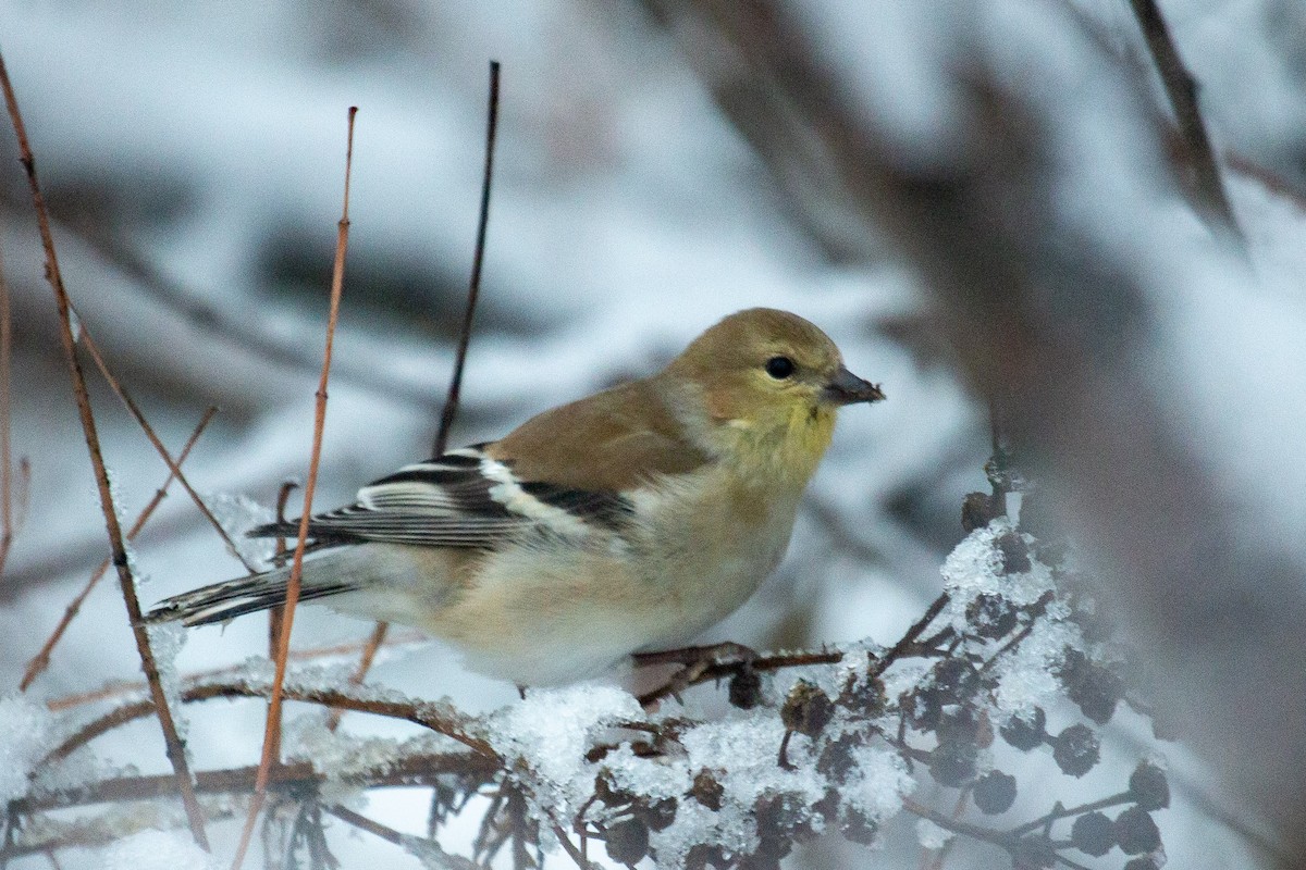 American Goldfinch - ML646468320