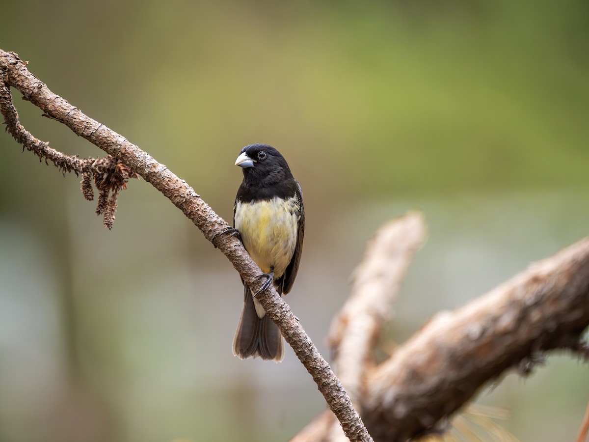 Yellow-bellied Seedeater - ML646468323