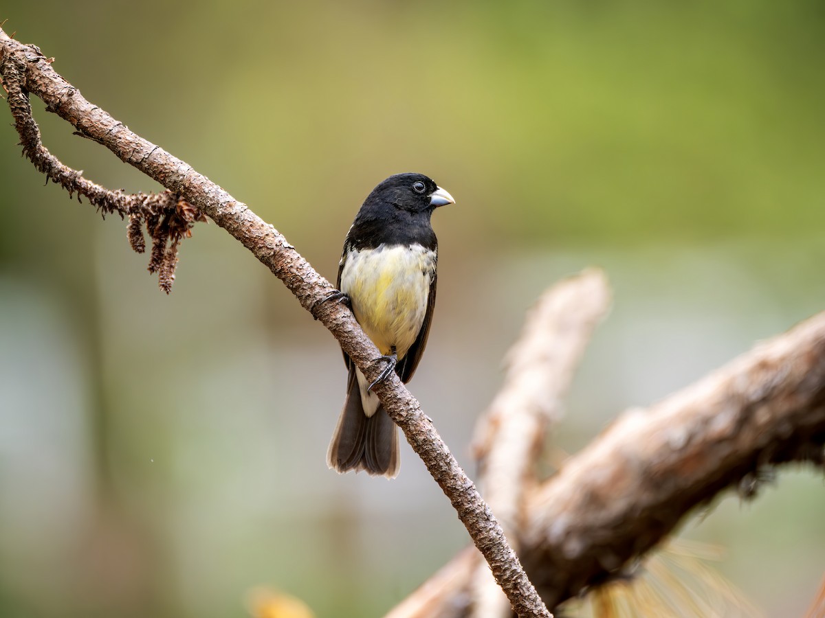 Yellow-bellied Seedeater - ML646468324