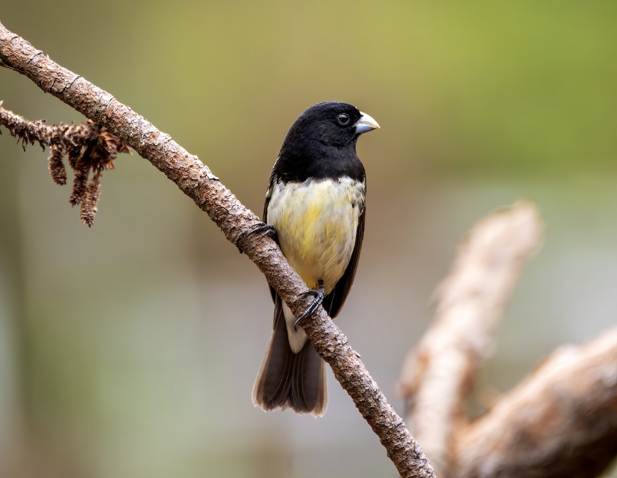 Yellow-bellied Seedeater - ML646468325