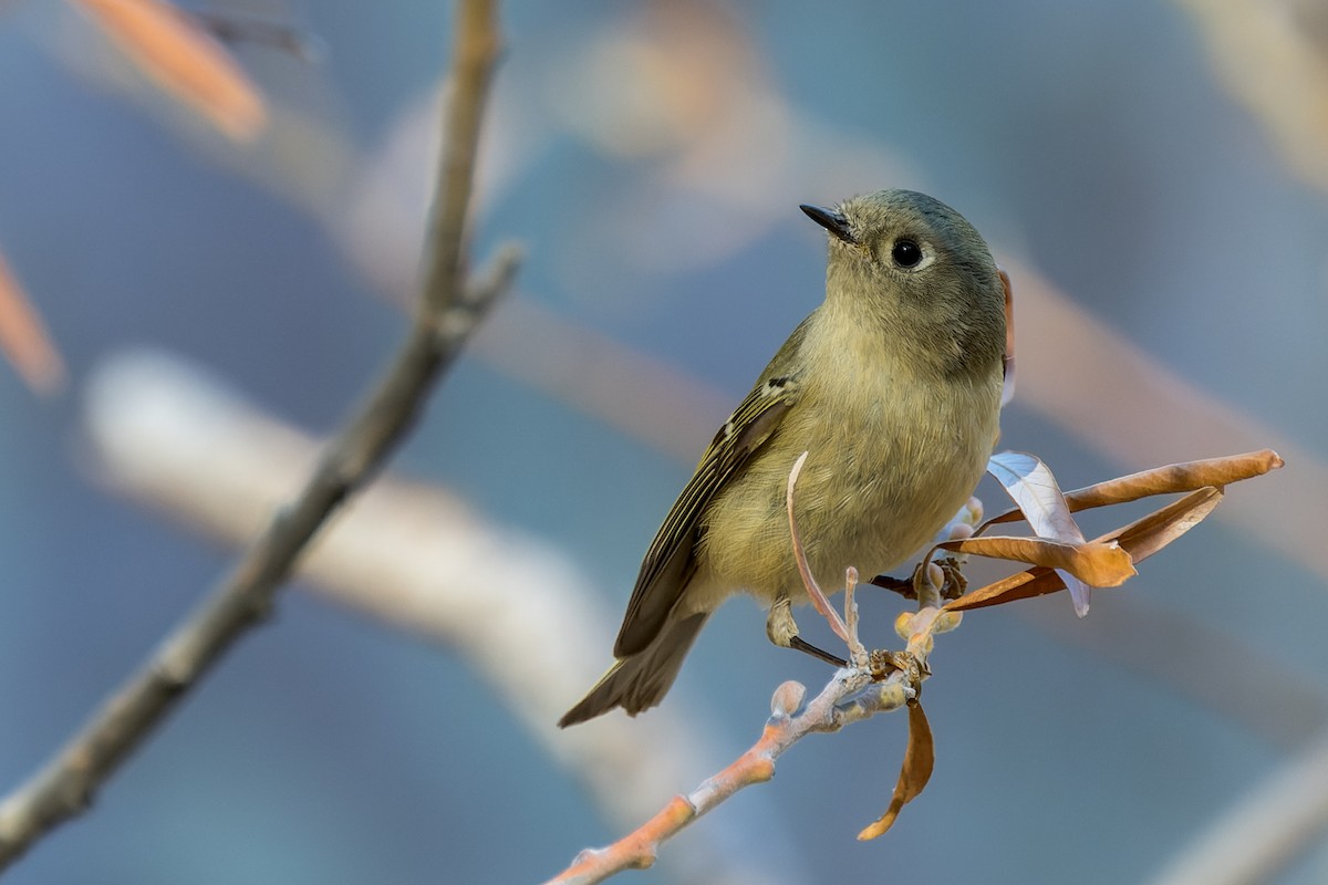 Ruby-crowned Kinglet - ML646468327