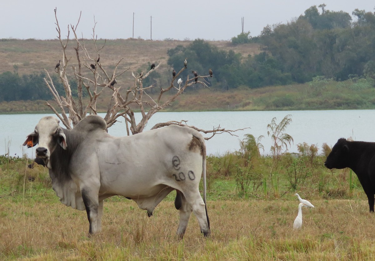 Western Cattle-Egret - ML646468340