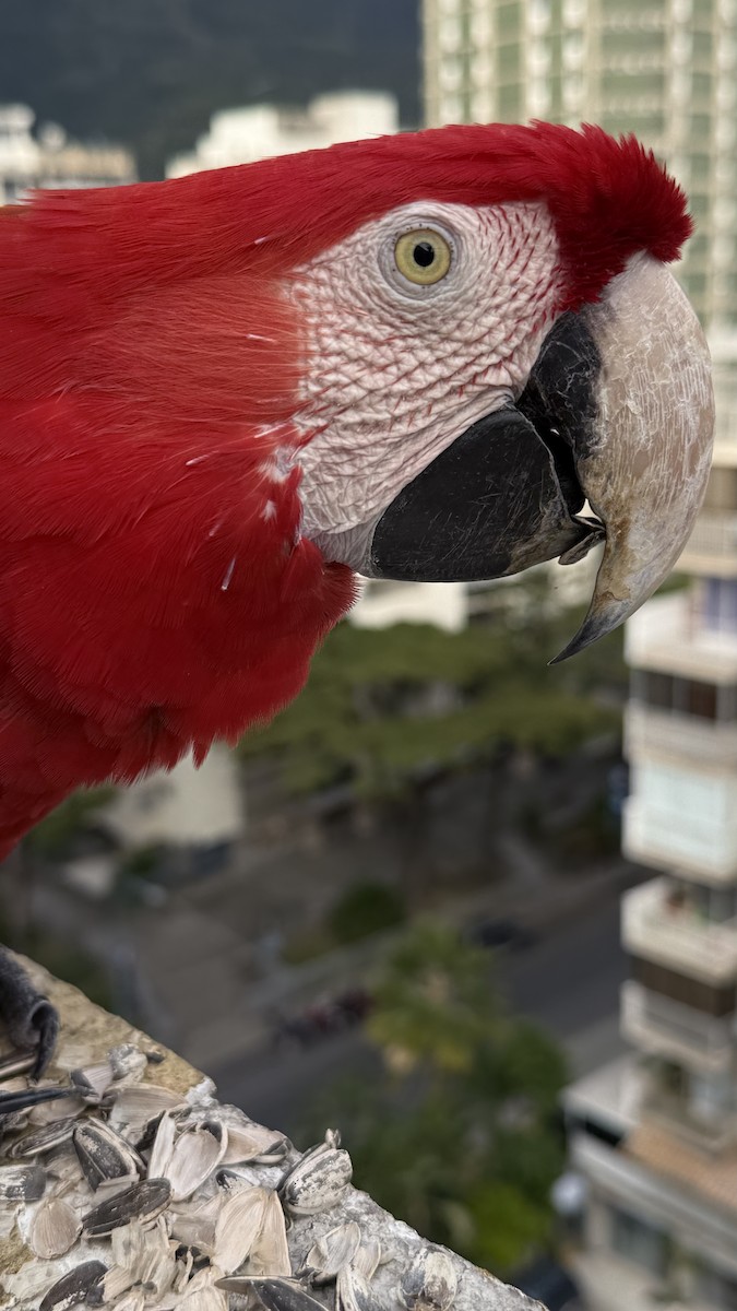 Red-and-green Macaw - ML646468341