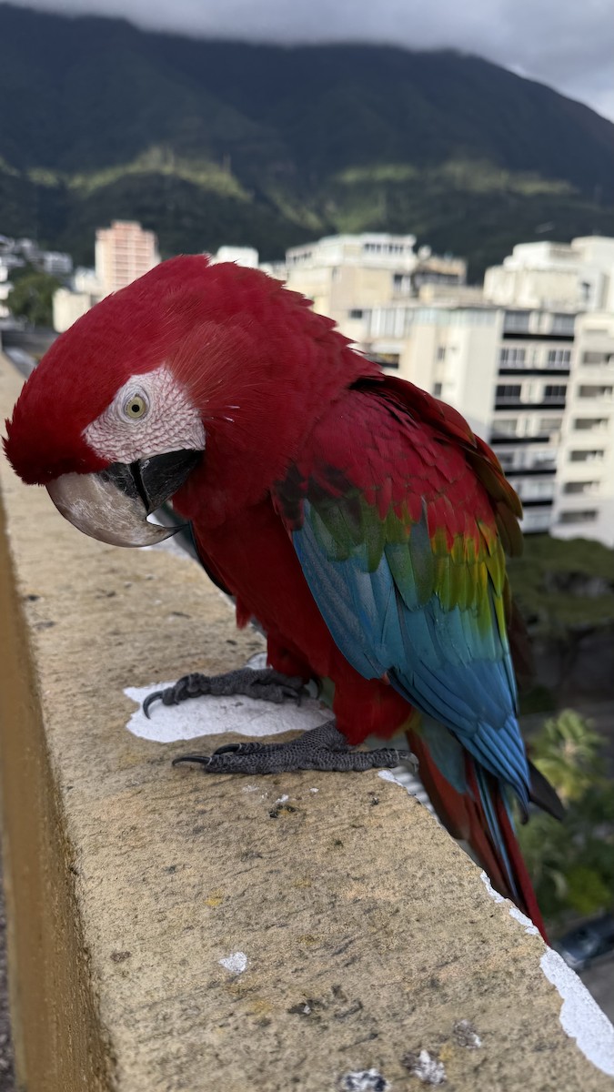 Red-and-green Macaw - ML646468342