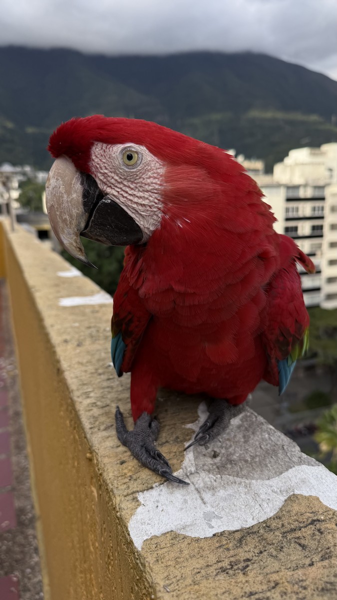 Red-and-green Macaw - ML646468343