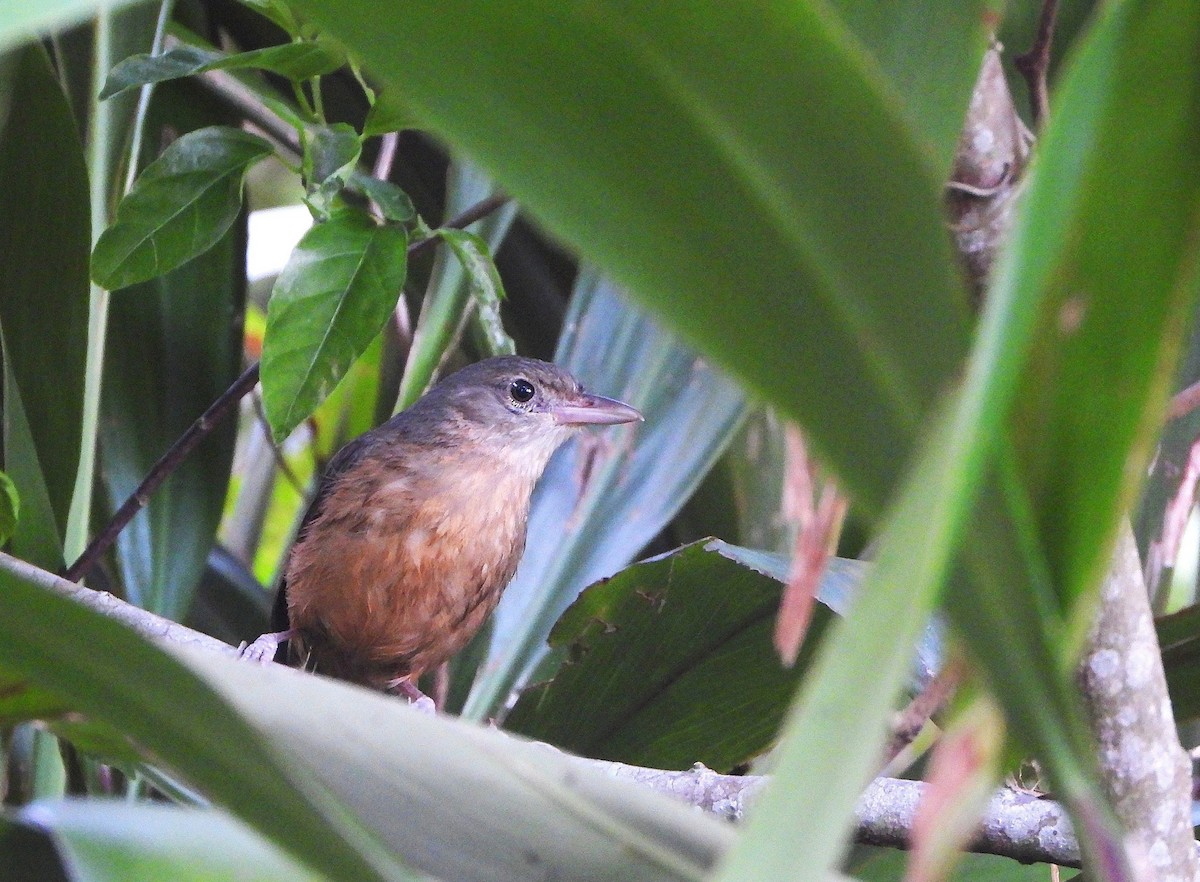 Little Shrikethrush - ML646468345