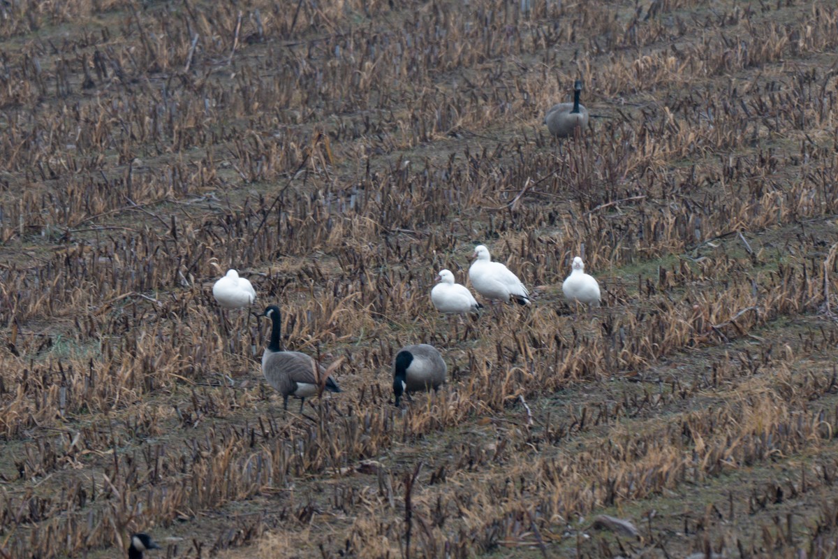Ross's Goose - ML646468346