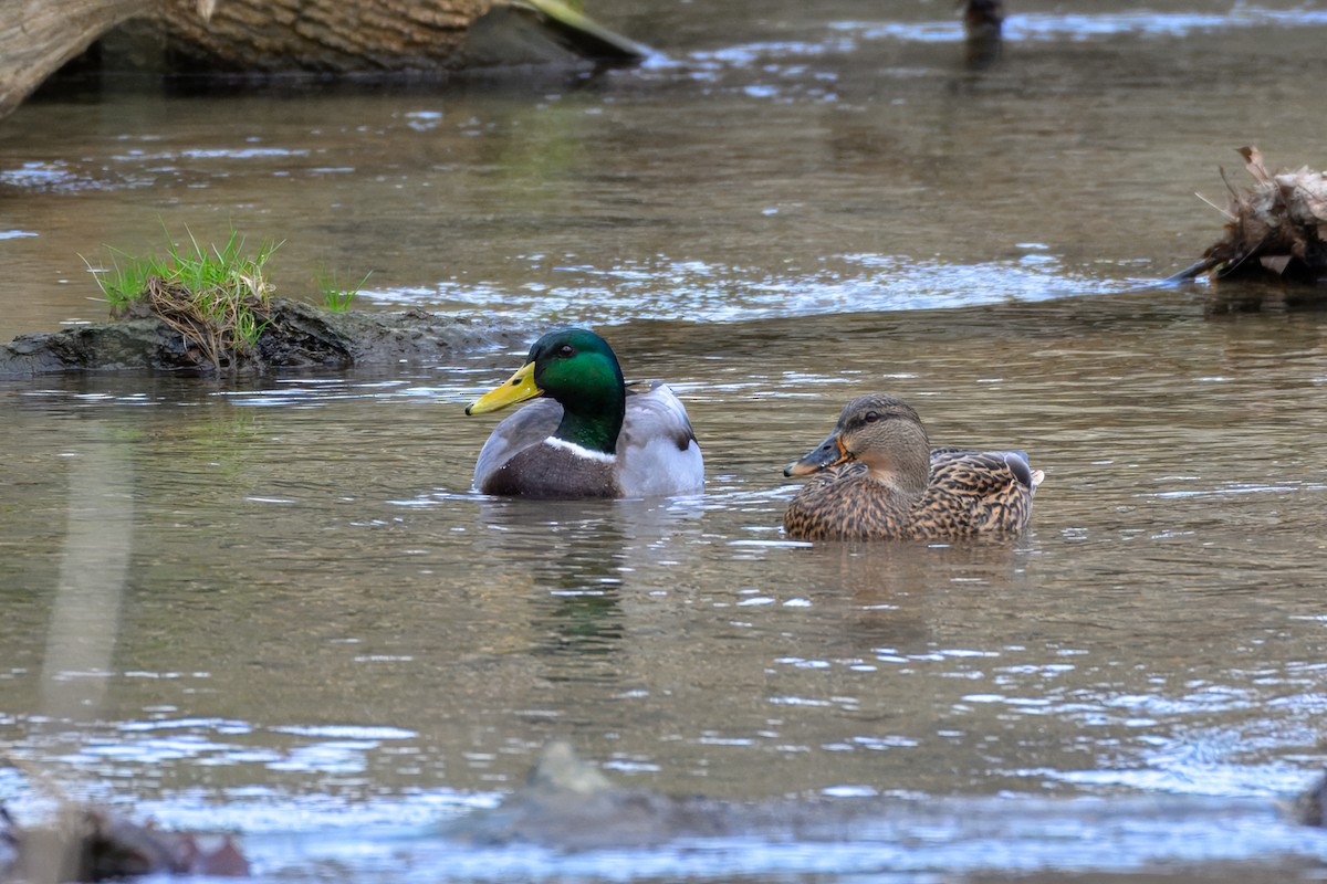 kachna divoká - ML646468347