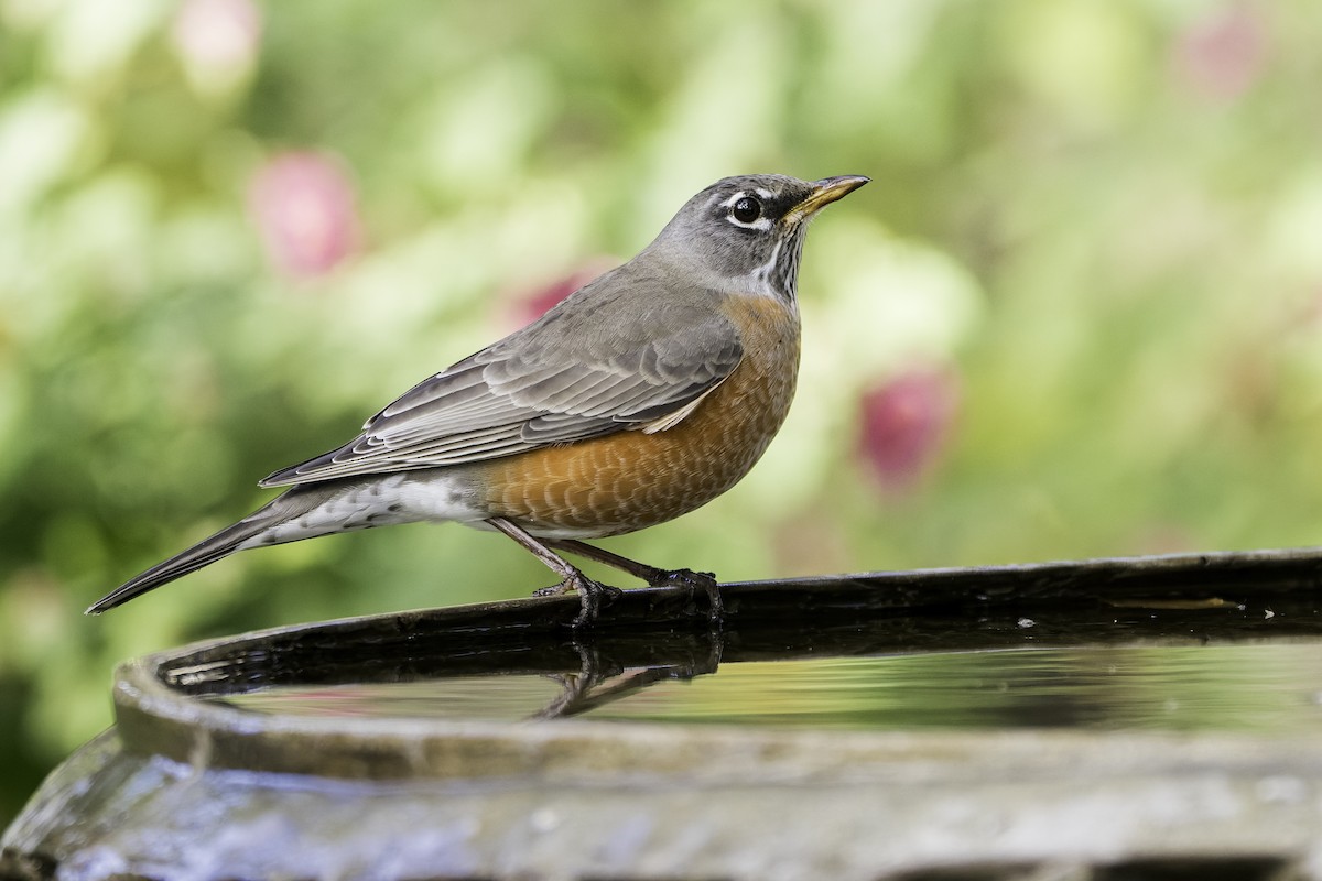 קיכלי נודד - ML646468348