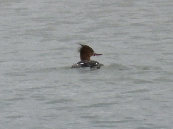 Serreta Mediana - ML646468349