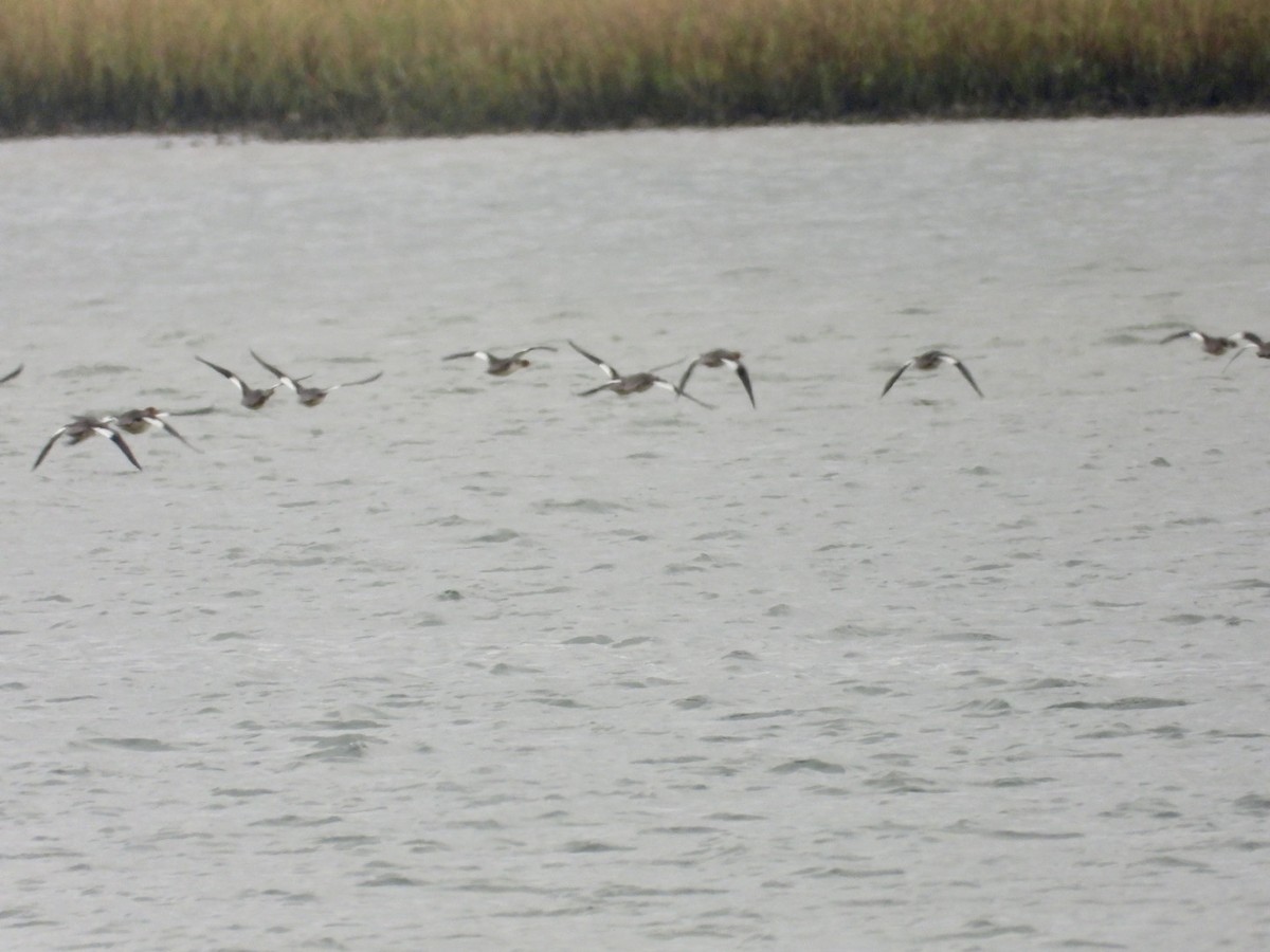 Serreta Mediana - ML646468350