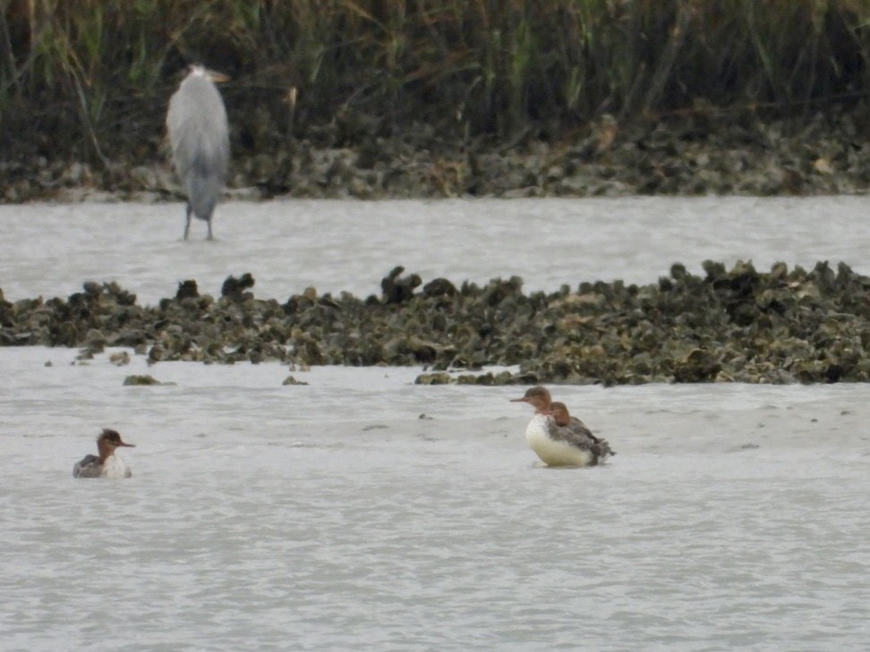 Serreta Mediana - ML646468351