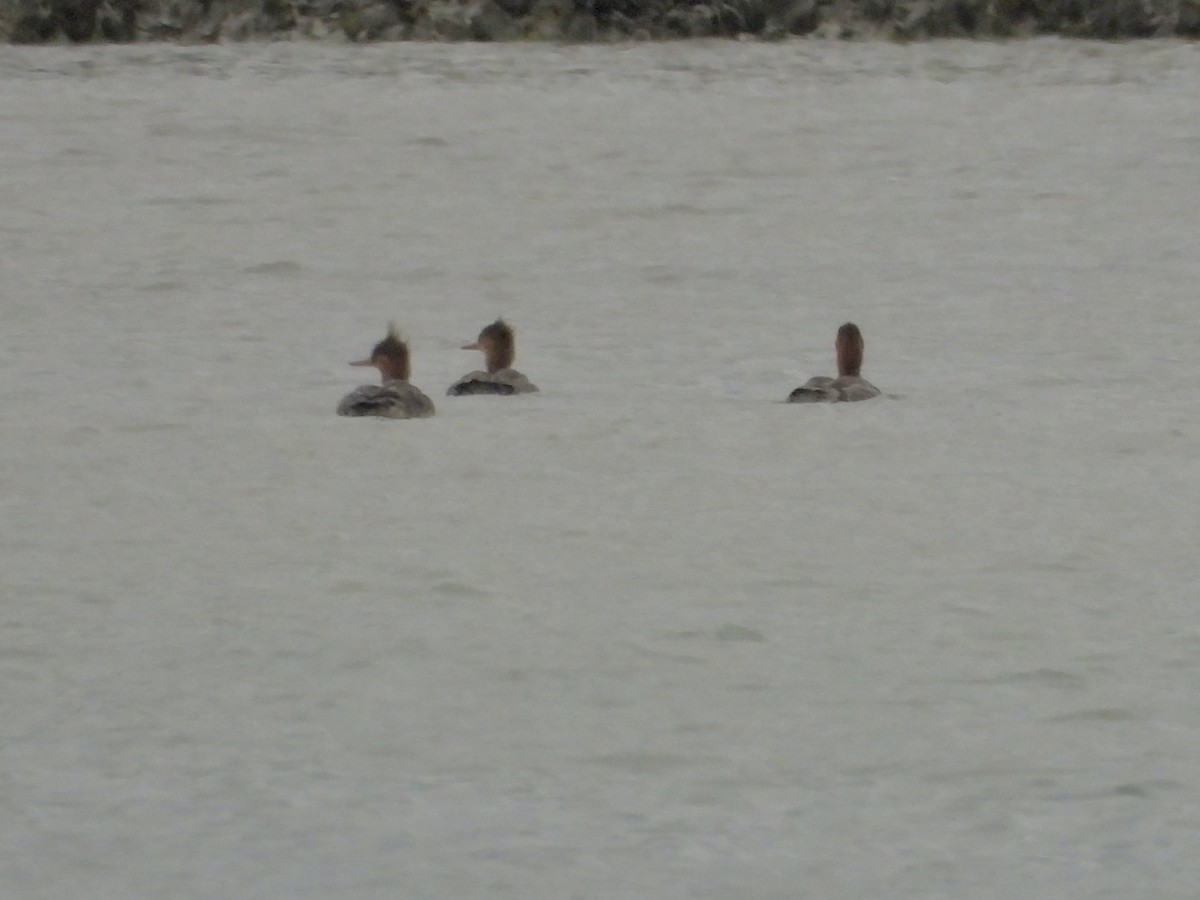 Serreta Mediana - ML646468352