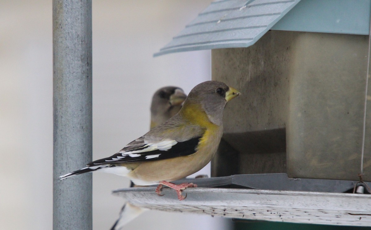 Abendkernbeißer - ML646468354