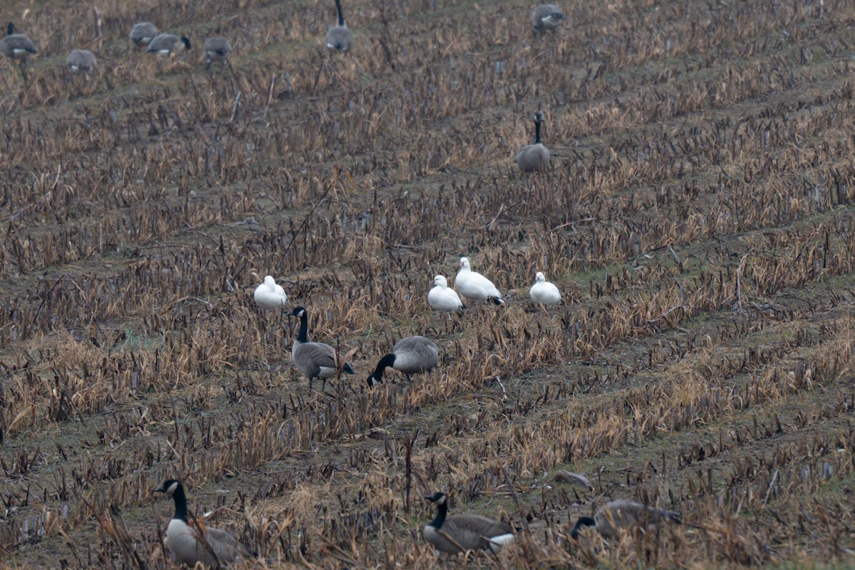 Ross's Goose - ML646468355