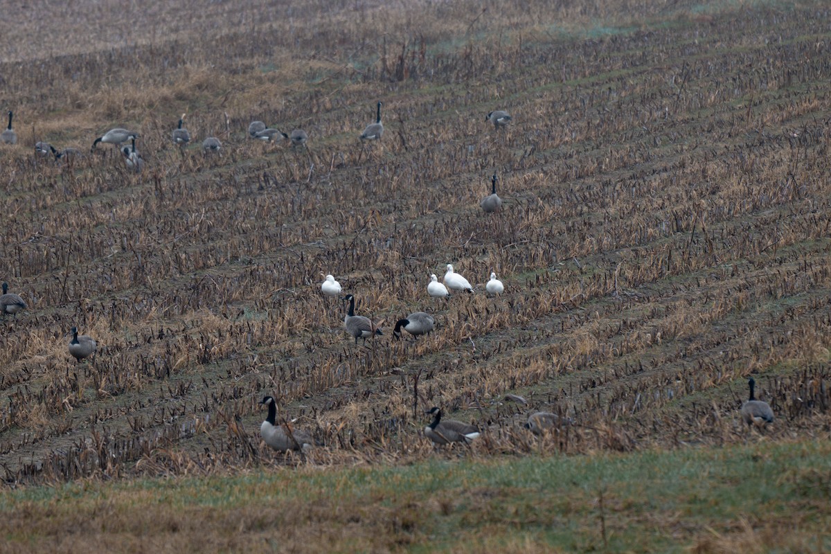 Ross's Goose - ML646468357