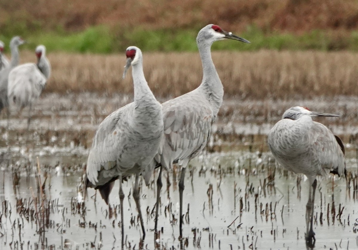עגור קנדי - ML646468358