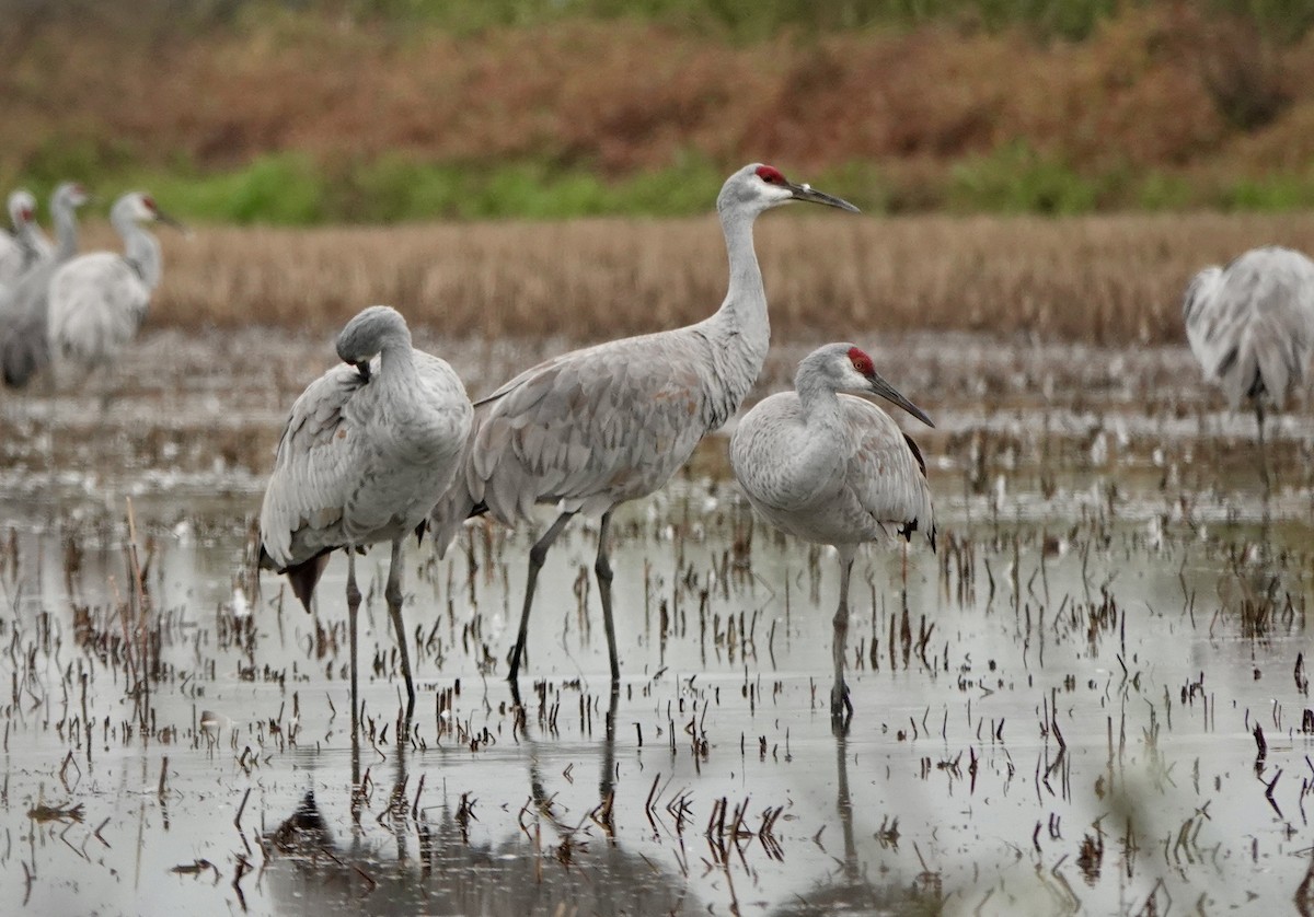 עגור קנדי - ML646468359