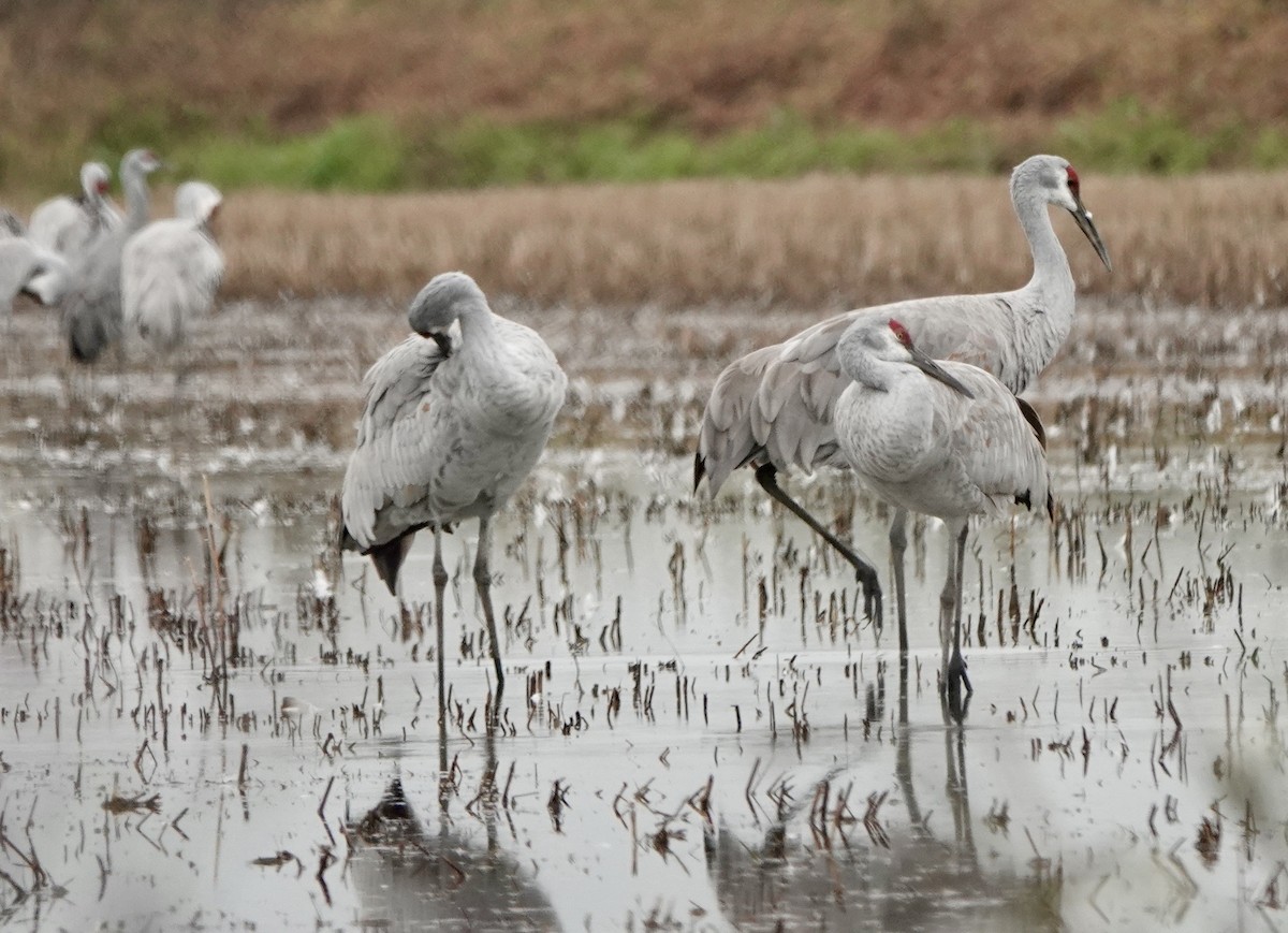 עגור קנדי - ML646468360